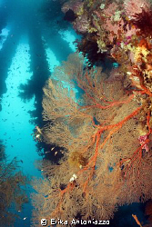 Pier pillars at Dauin, Philippines by Erika Antoniazzo 